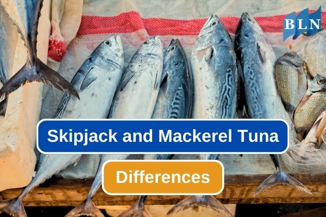 5 Ways to Tell Skipjack Tuna and Mackerel Tuna Apart